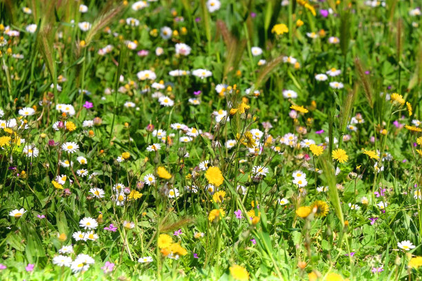 春天的野花图片下载