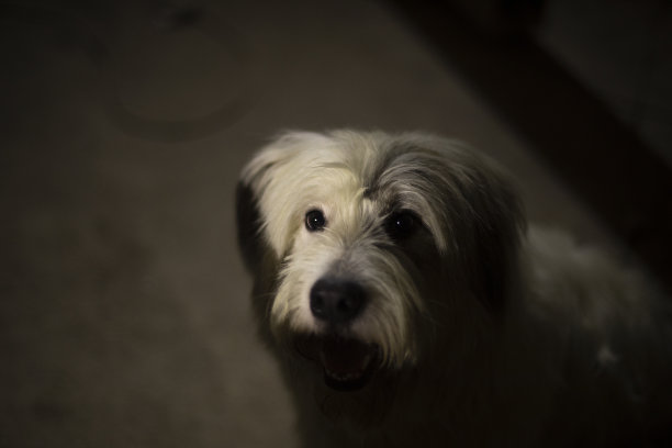 狗在黑暗。可爱的宠物。图片下载