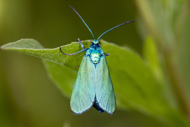 接合蛾科的一种下生蛾子。图片下载