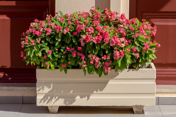 一种多刺的植物(大戟)生长在花盆的特写。图片下载