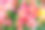 花的背景。Astromeria。鲜艳的花束。特写镜头。图片下载