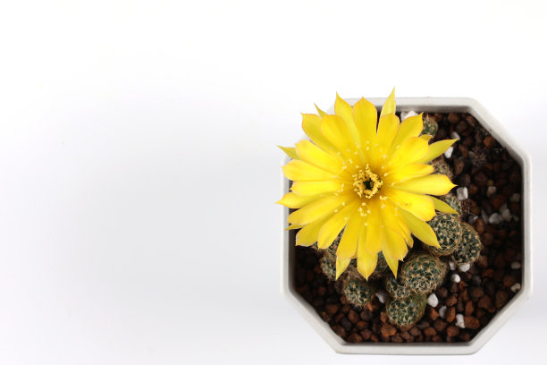 白色背景下花盆里黄色的仙人掌花。特写俯视图有复制空间。图片下载