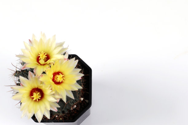 白色背景下花盆里黄色的仙人掌花。特写俯视图有复制空间。图片下载