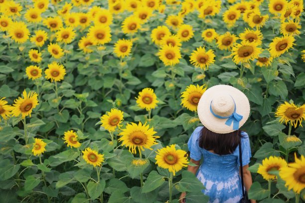 亚洲美丽的年轻女子走和拍照在向日葵田景观背景。泰国夏季旅游的概念。图片下载