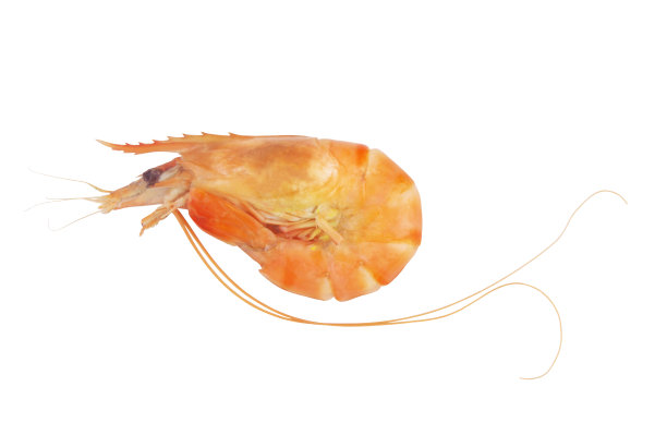 煮熟的虎虾孤立在白色图片下载