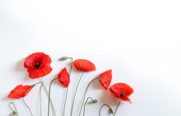 红色罂粟花图片下载