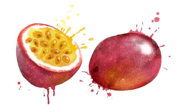 西番莲的水彩矢量插图图片下载