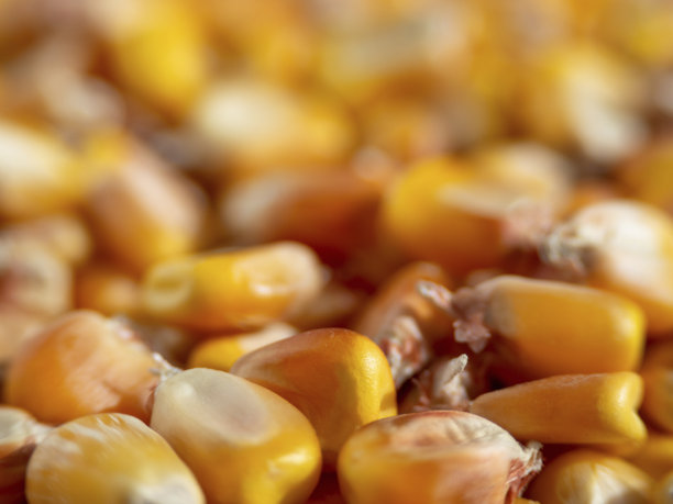 金色玉米粒微距照片（浅景深）- 天然食物黄色背景图片下载