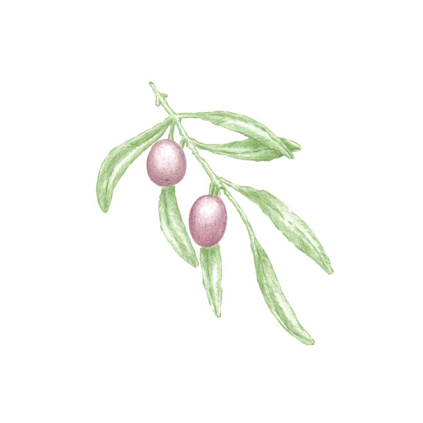 手绘插图的橄榄树树枝与绿叶和两个成熟的紫色橄榄图片下载