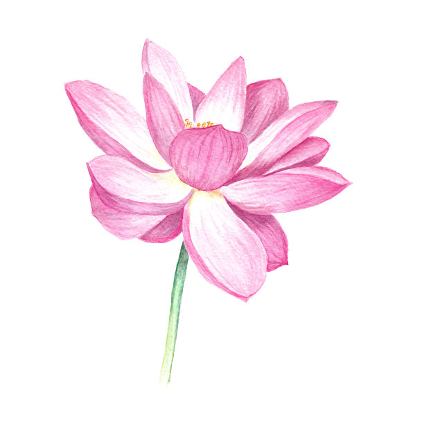 粉红色的莲花孤立在白色图片下载