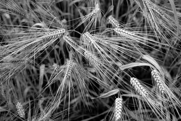 小麦穗在前景。金黄色的成熟麦田，被一阵风吹动着，准备收割。雨后阴天成熟的麦田。图片下载