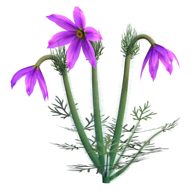 白头翁花的3D渲染图片下载