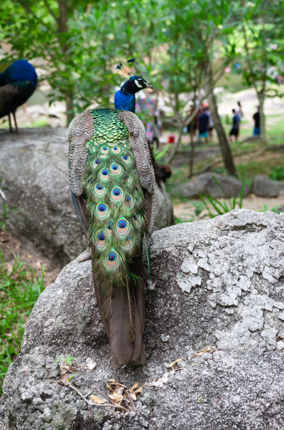 孔雀生活在自然森林里，人们来这里看它们的栖息地。图片下载