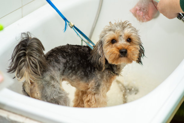 在美容沙龙用水清洗多普勒图片下载