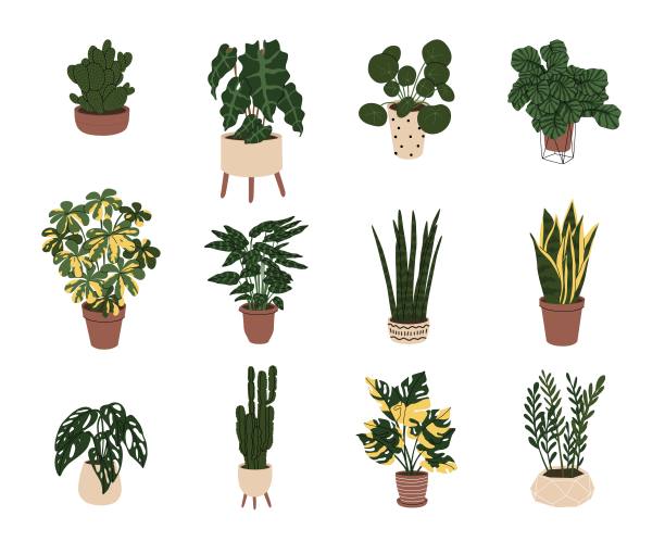 在花盆中放置室内植物。剪贴画用于装饰家庭或办公室内部。时髦的室内植物。孤立的元素在白色背景。平面风格的矢量插图。图片下载