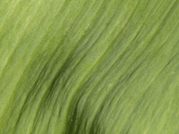 自然抽象纹理绿色背景。一个沙拉色的植物的叶子纹理的微距摄影作为春天的背景图片下载