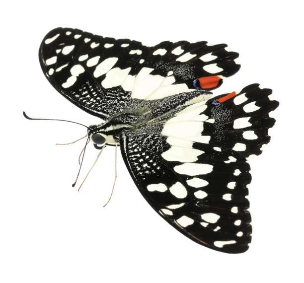 在白色背景上孤立的普通石灰蝴蝶图片下载