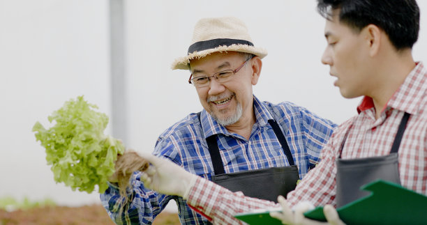 亚洲农场主和工人在一个大型苗圃检查水培蔬菜。注重蔬菜的品质及环保。现代农业技术图片下载