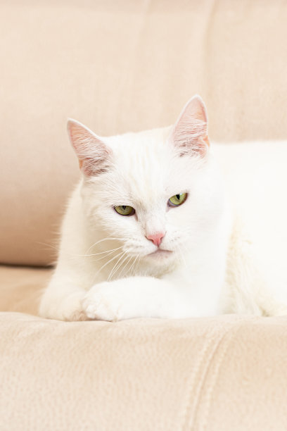 一个优秀的猫。一只白色的英国猫。肖像。动物主题。宠物图片下载