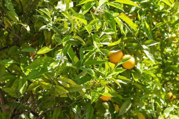 树上有橘子和橙花图片下载
