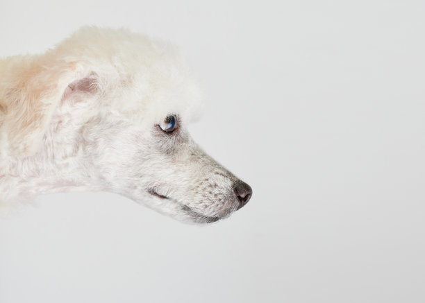 看向别处的狮子狗图片下载