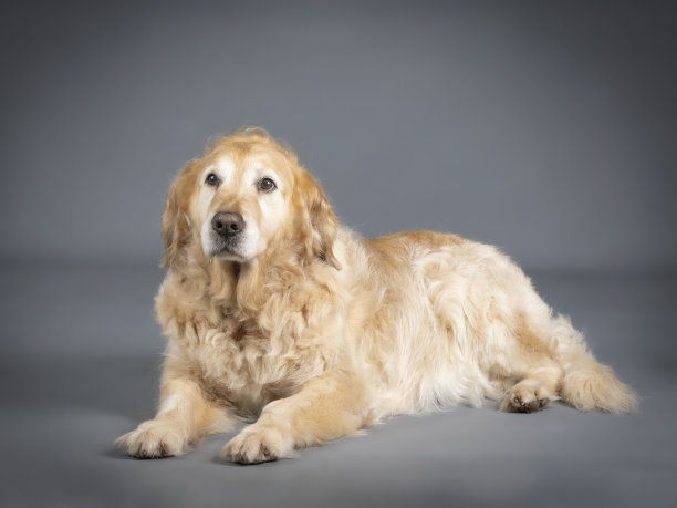 金毛寻回犬躺在工作室的地板上图片下载