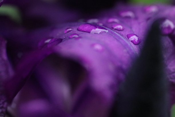 鸢尾，鸢尾科的一种开花植物图片下载