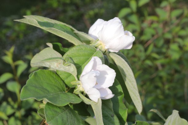 报春的木瓜树花特写图片下载