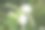 报春的木瓜树花特写图片下载