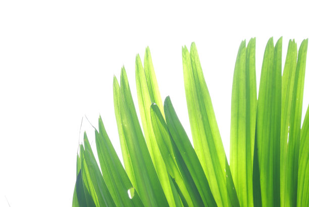 在选择性焦点与叶在白色孤立背景为绿色叶背景热带植物图片下载