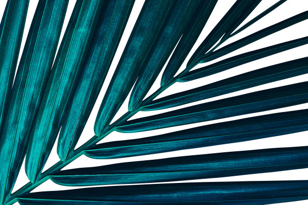 热带棕榈叶图片下载