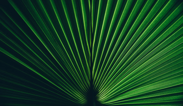 绿色棕榈叶纹理。具有热带植物图案的对称自然背景图片下载