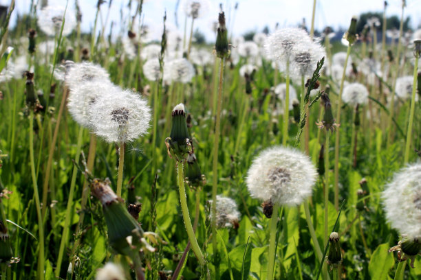 阳光明媚的夏日，蒲公英盛开后的田野。图片下载