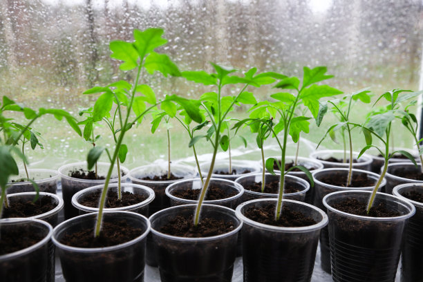 白色窗户上的花盆里的番茄幼苗。特写镜头。幼苗和收获图片下载