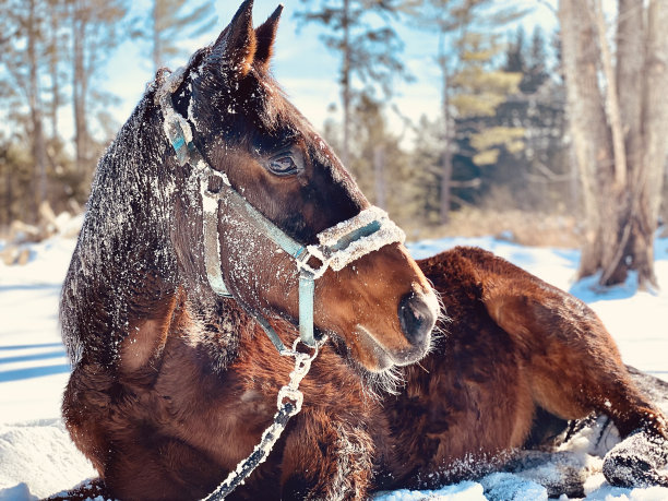 躺在雪地里的马图片下载