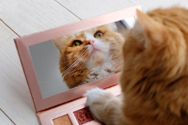 猫看着镜子里五颜六色的眼影调色板化妆。美丽的概念和有趣的动物图片下载