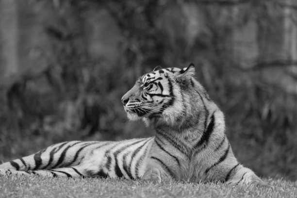 雌性孟加拉虎图片下载