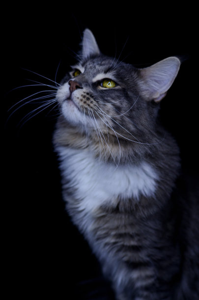 一只深灰色的成年缅因浣熊正在吃猫粮。图片下载