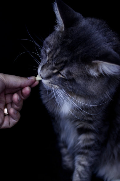 一只深灰色的成年缅因浣熊正在吃猫粮。图片下载