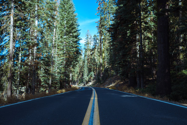 森林里有黄色条纹的路图片下载