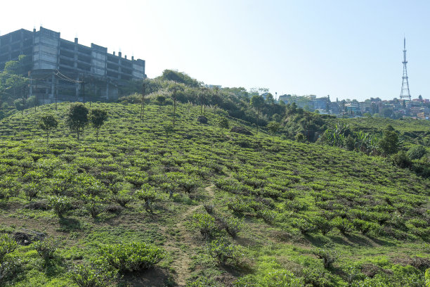 大吉岭库尔塞奥乡村风光图片下载