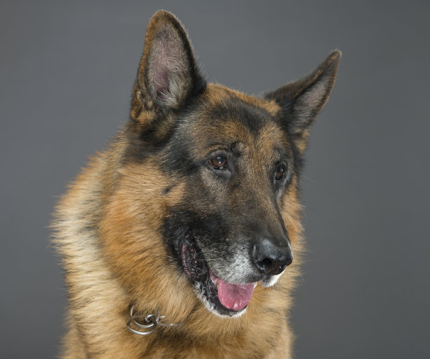 英俊的男性德国牧羊犬肖像特写灰色背景图片下载
