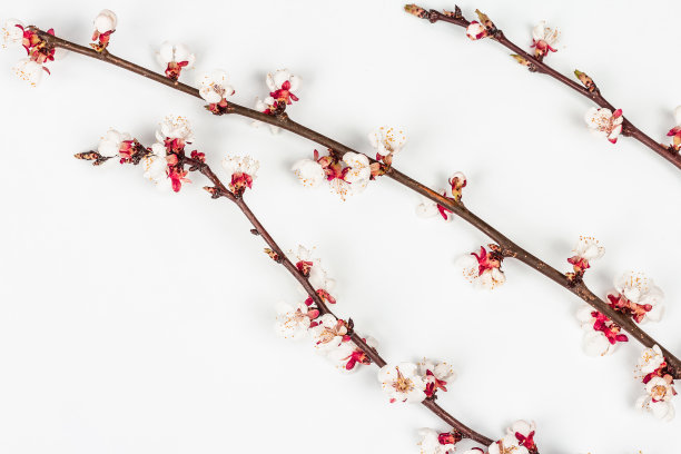 盛开的杏子枝孤立在白色背景上。贺卡，传统的春花图片下载