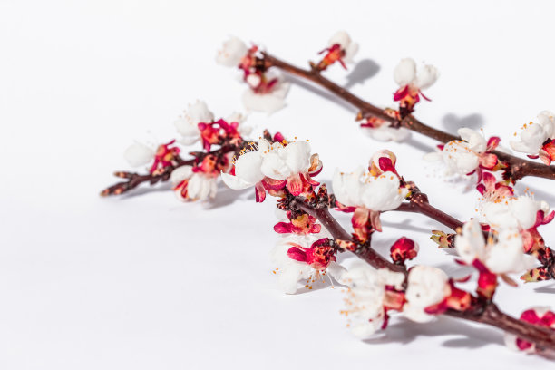 盛开的杏子枝孤立在白色背景上。贺卡，传统的春花图片下载