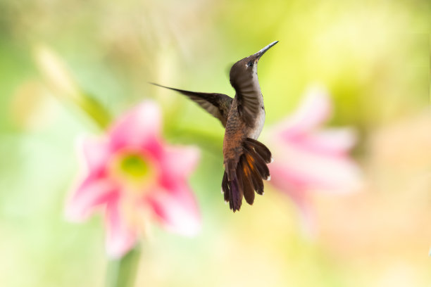 美丽的，梦幻的照片蜂鸟在飞行对比粉红和白色的花朵柔和模糊。图片下载