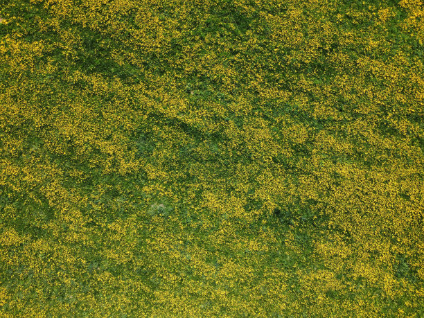 背景蒲公英田从空中图片下载