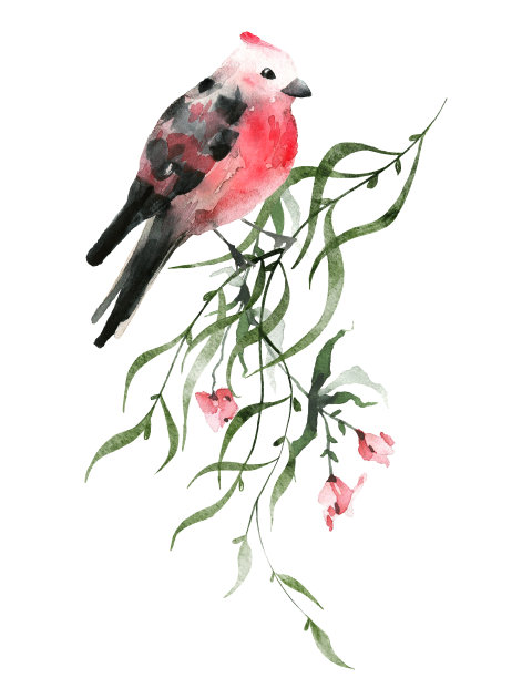 水彩花束与红色的鸟，野花，树枝，树叶，细枝。手绘花卉插图图片下载