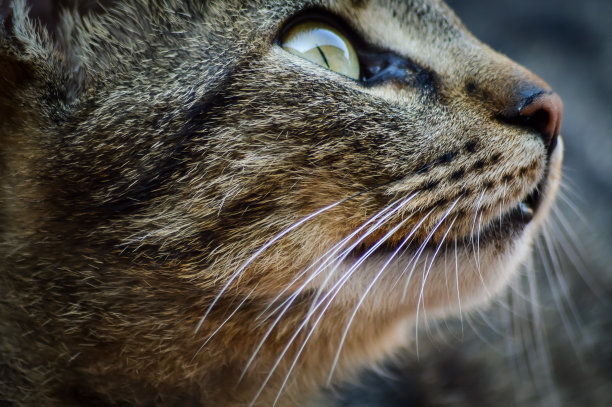 一个美丽的年轻虎斑猫的近距离肖像在他前面的侧面在一个好奇的方式图片下载