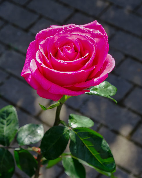 粉红色的玫瑰带着水滴，在阳光的照射下，自然地衬托着。图片下载