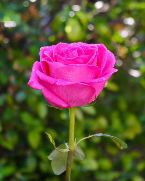 粉红色的玫瑰带着水滴，在阳光的照射下，自然地衬托着。图片下载